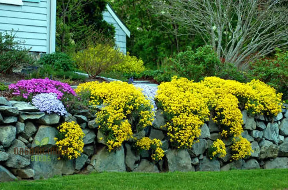 Alyssum Saxatile Compactum Gold Dust Seeds - Grow Compact And Stunning In Your Garden