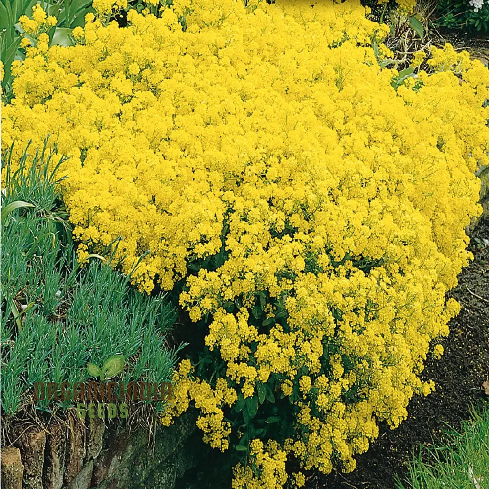 Alyssum Saxatile Compactum Gold Dust Seeds - Grow Compact And Stunning In Your Garden