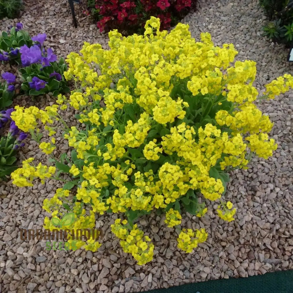 Alyssum Saxatile Compactum Gold Dust Seeds - Grow Compact And Stunning In Your Garden