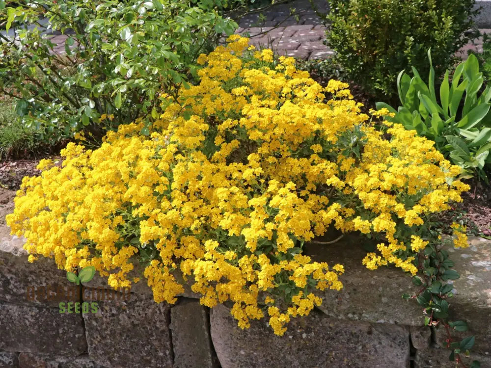 Alyssum Saxatile Compactum Gold Dust Seeds - Grow Compact And Stunning In Your Garden