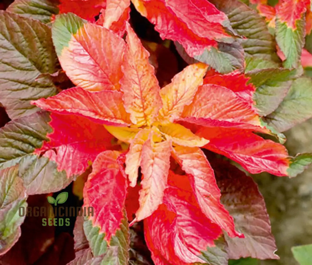 Amaranth Bicolor Illumination Seeds For Gardening Enthusiasts