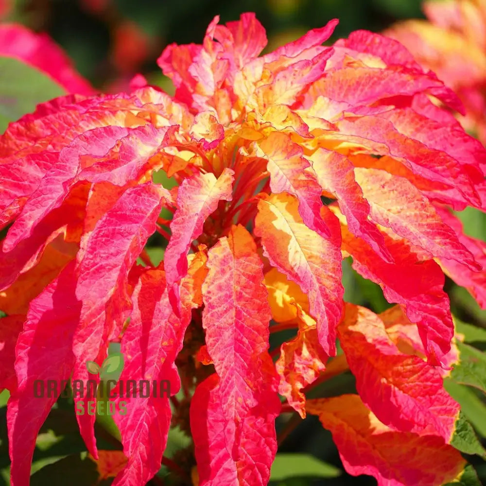 Amaranth Bicolor Illumination Seeds For Gardening Enthusiasts