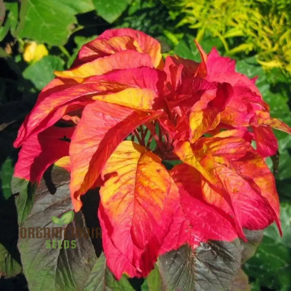 Amaranth Bicolor Illumination Seeds For Gardening Enthusiasts