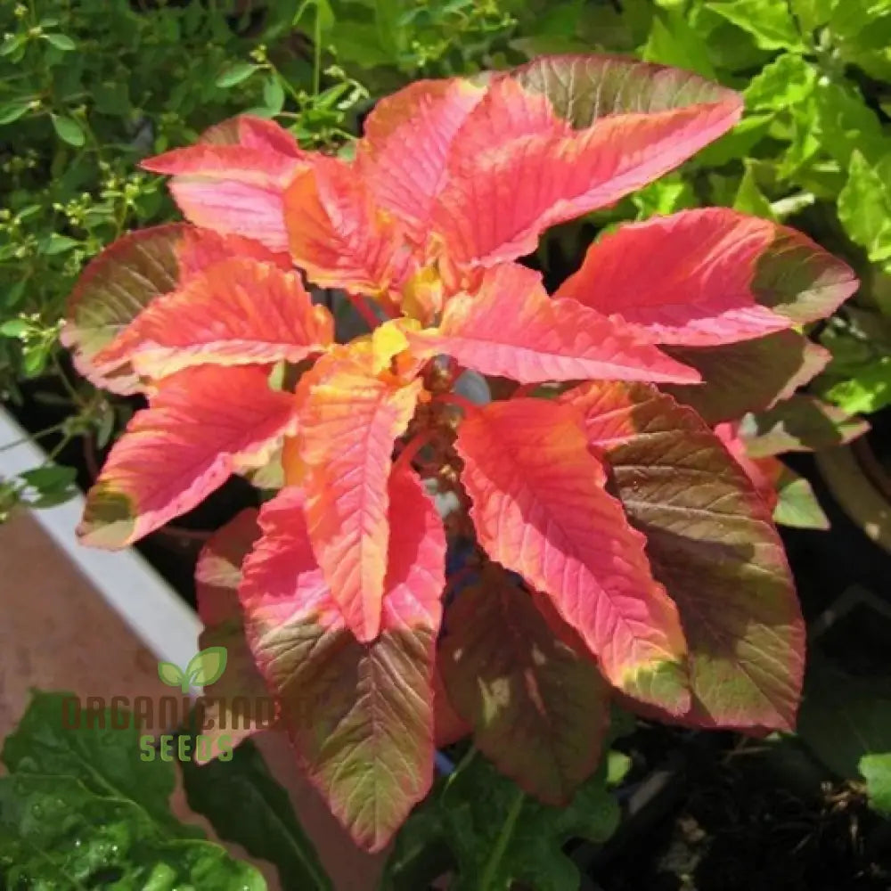 Amaranth Bicolor Illumination Seeds For Gardening Enthusiasts