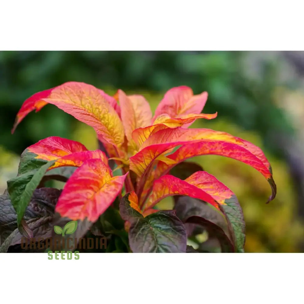 Amaranth Bicolor Illumination Seeds For Gardening Enthusiasts