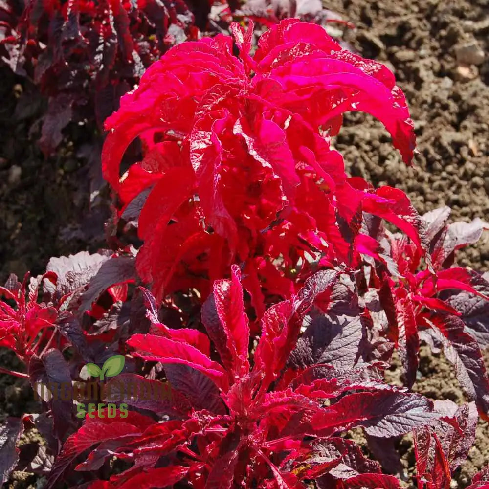 Amaranth - Early Splendour Seeds For Planting And Gardening Enthusiasts