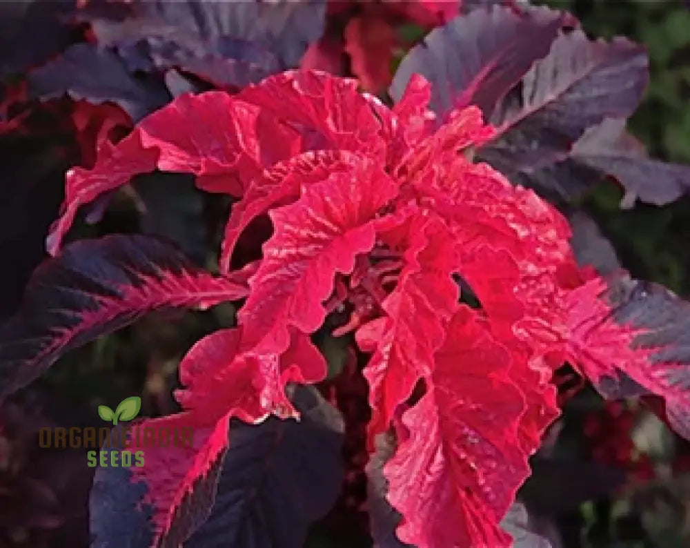 Amaranth - Early Splendour Seeds For Planting And Gardening Enthusiasts