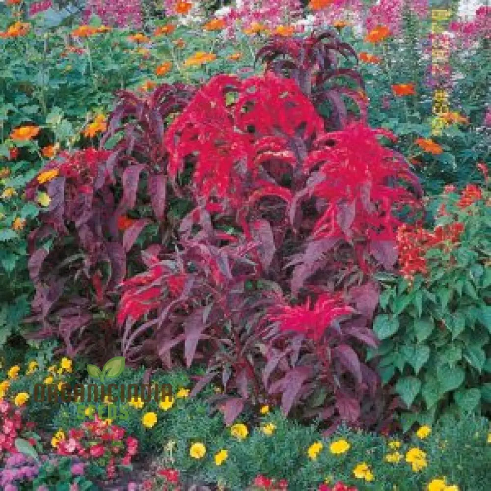 Amaranth - Early Splendour Seeds For Planting And Gardening Enthusiasts