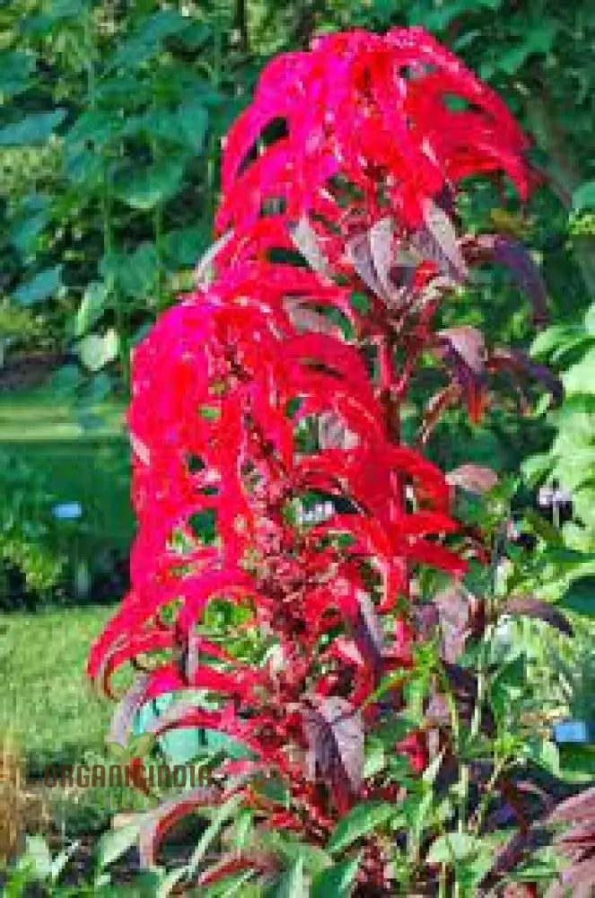 Amaranth - Early Splendour Seeds For Planting And Gardening Enthusiasts