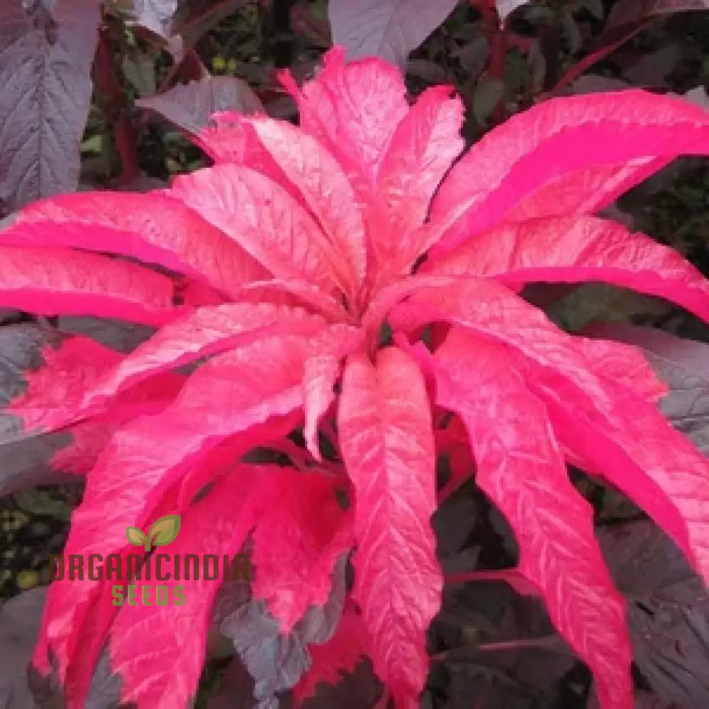 Amaranth - Early Splendour Seeds For Planting And Gardening Enthusiasts