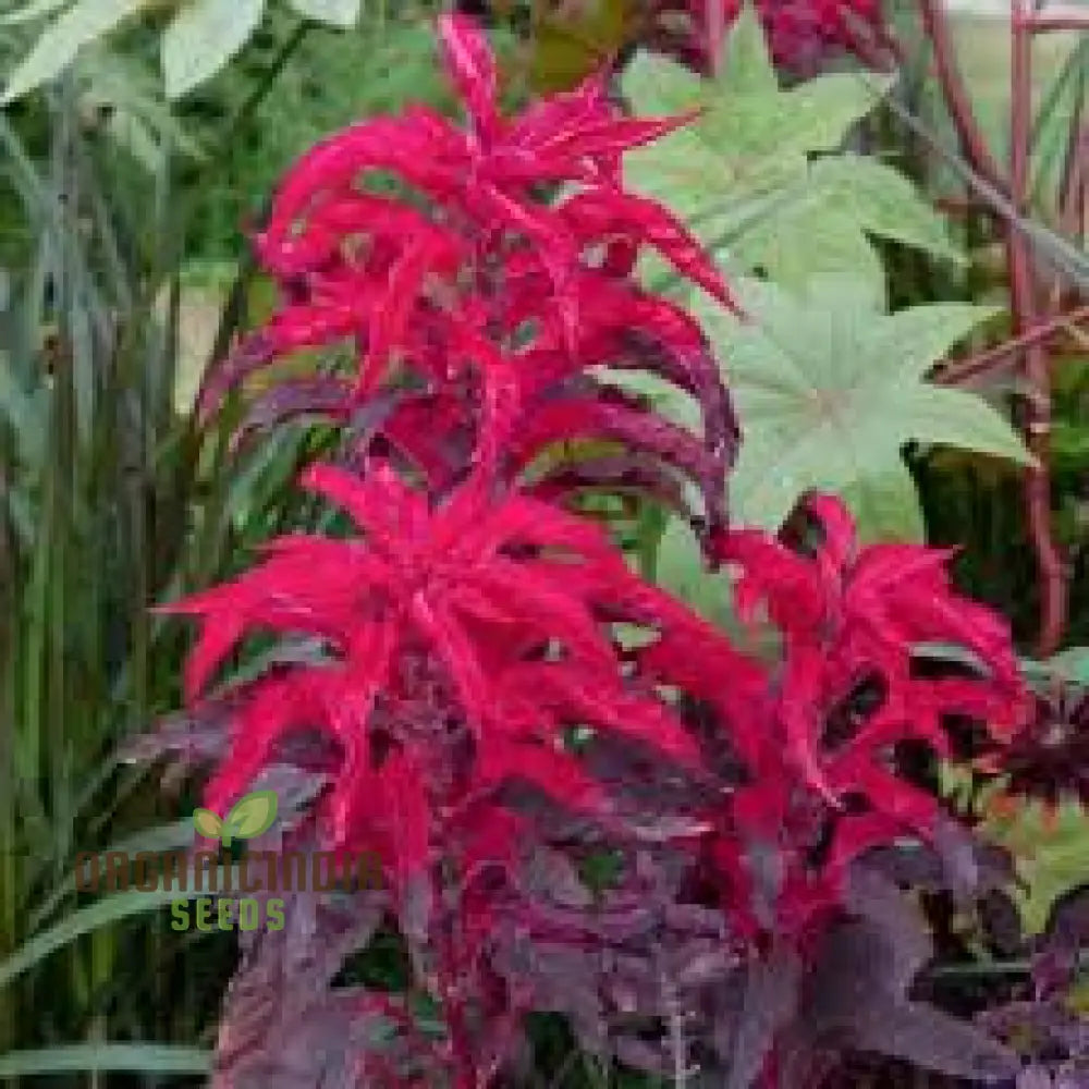 Amaranth - Early Splendour Seeds For Planting And Gardening Enthusiasts