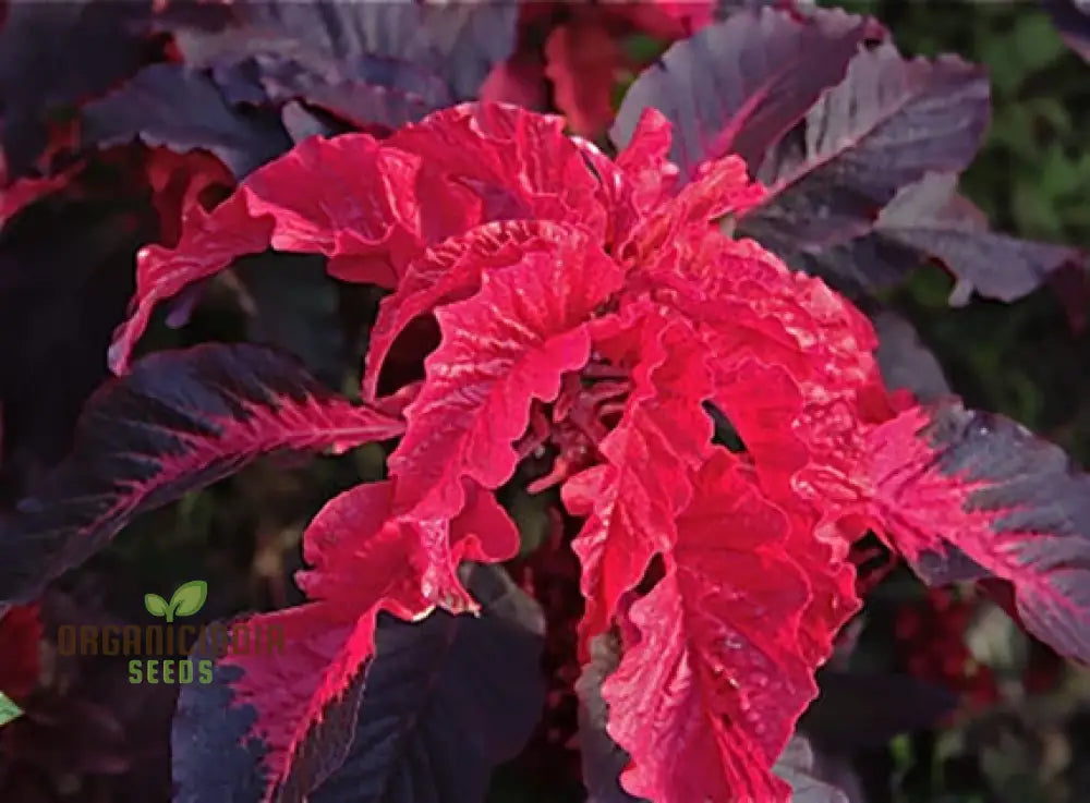 Amaranth - Early Splendour Seeds For Planting And Gardening Enthusiasts