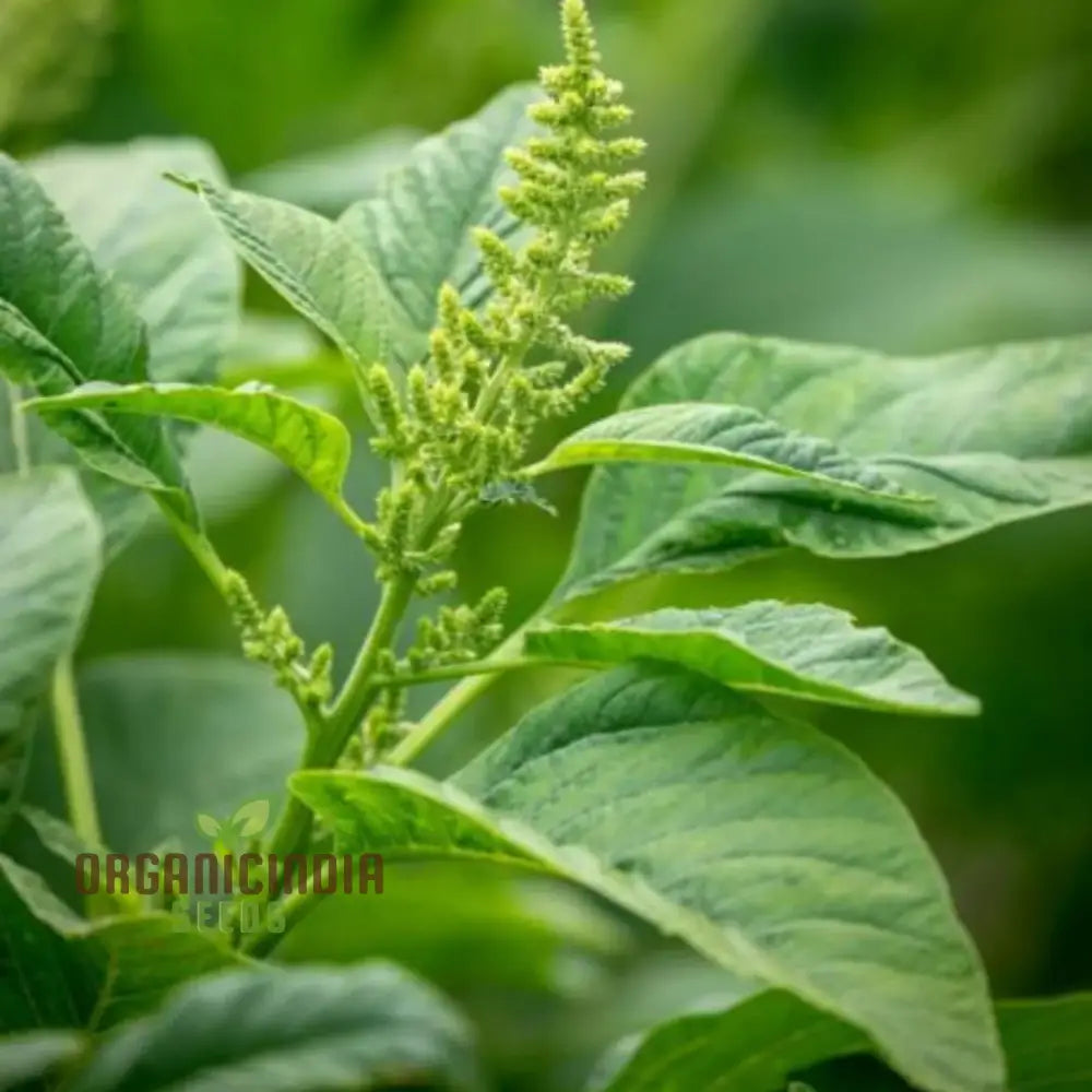 Amaranth Green Leaf Vegetable Seeds For Planting Grow Nutritious Greens For Your Garden