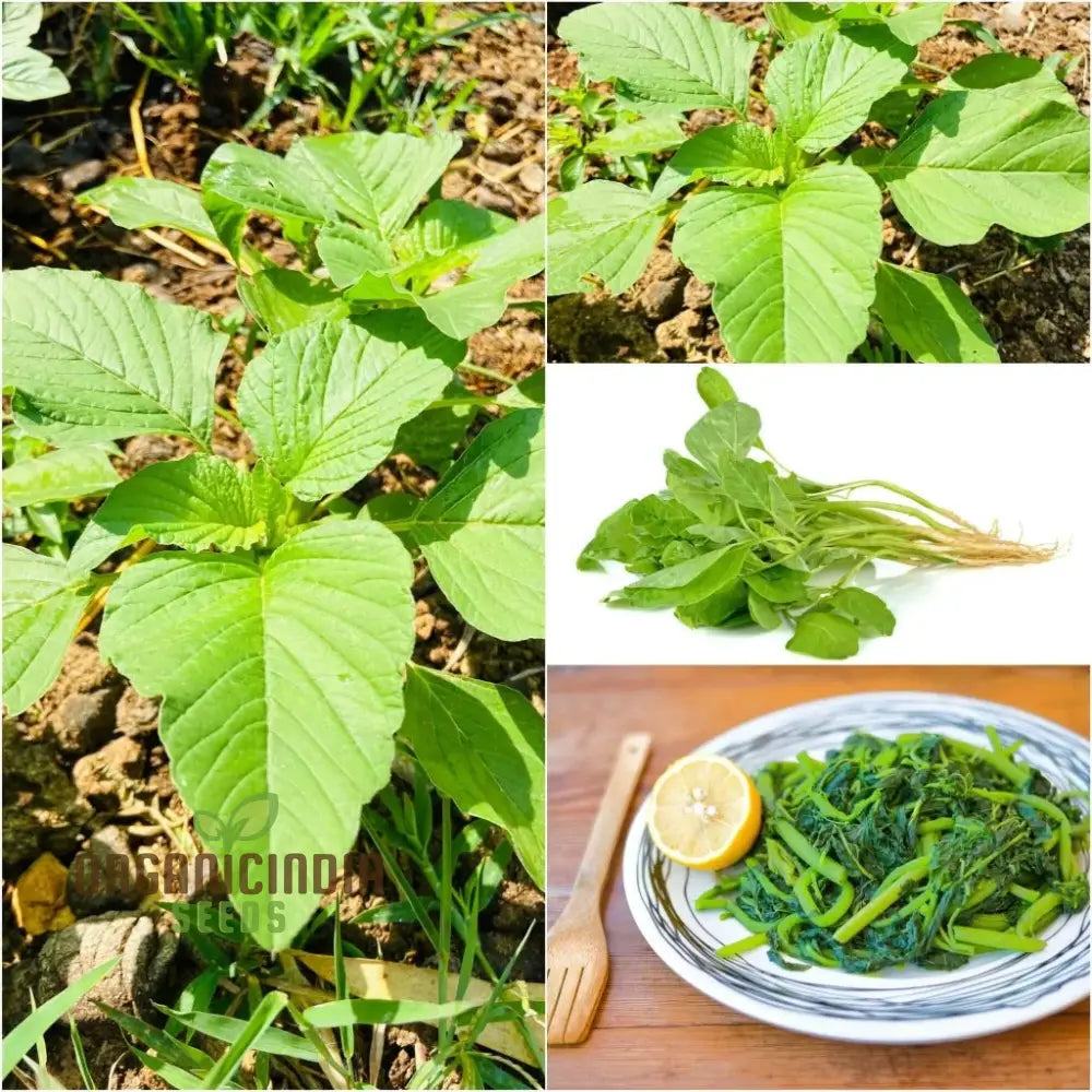 Amaranth Green Leaf Vegetable Seeds For Planting Grow Nutritious Greens For Your Garden