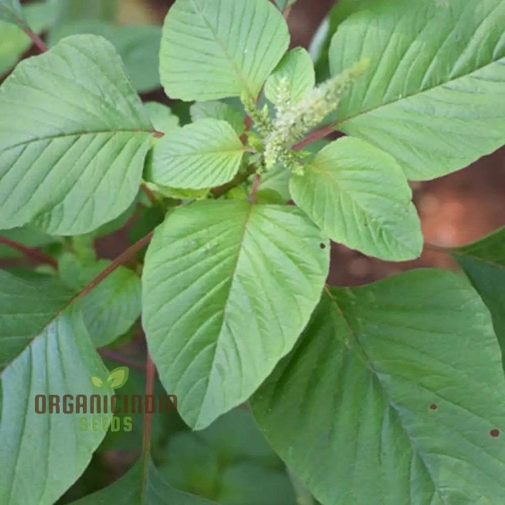 Amaranth Green Leaf Vegetable Seeds For Planting Grow Nutritious Greens For Your Garden