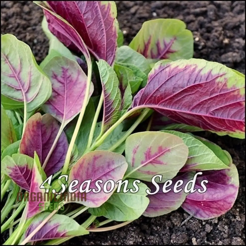 Amaranth Greens - Bicolour Seeds For Planting And Gardening | Premium Quality