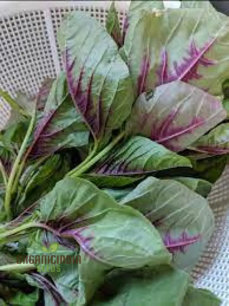 Amaranth Greens - Bicolour Seeds For Planting And Gardening | Premium Quality