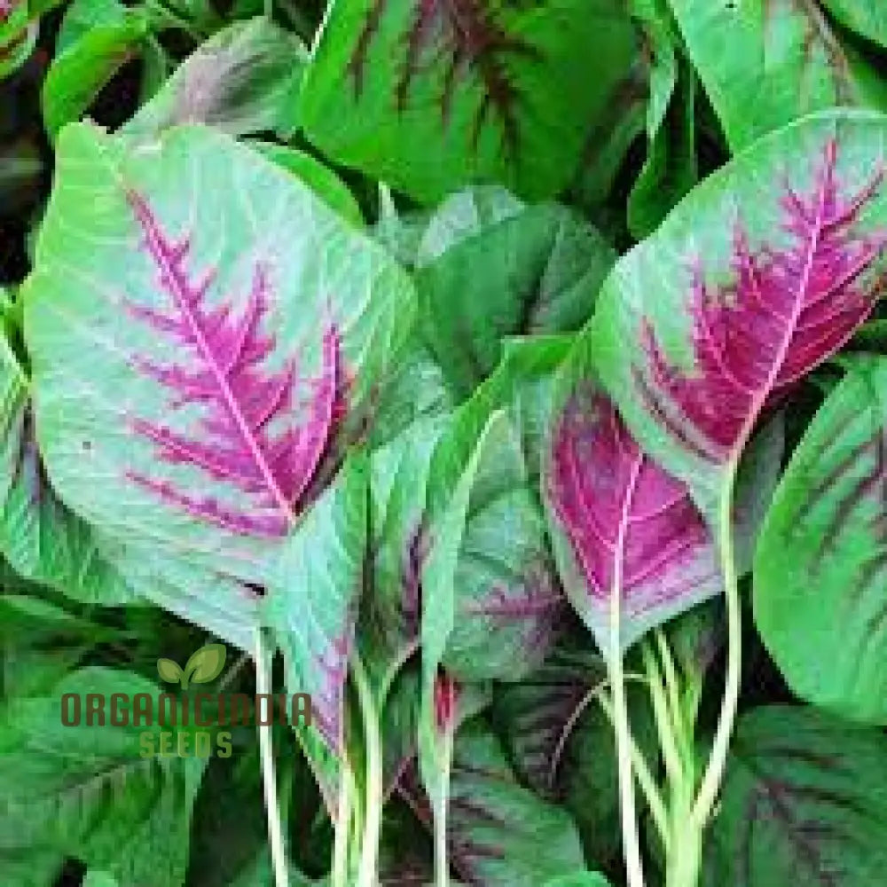 Amaranth Greens - Bicolour Seeds For Planting And Gardening | Premium Quality