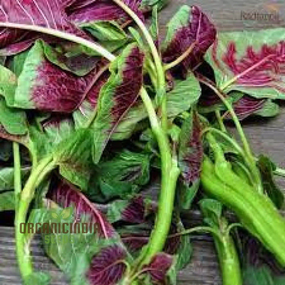 Amaranth Greens - Bicolour Seeds For Planting And Gardening | Premium Quality