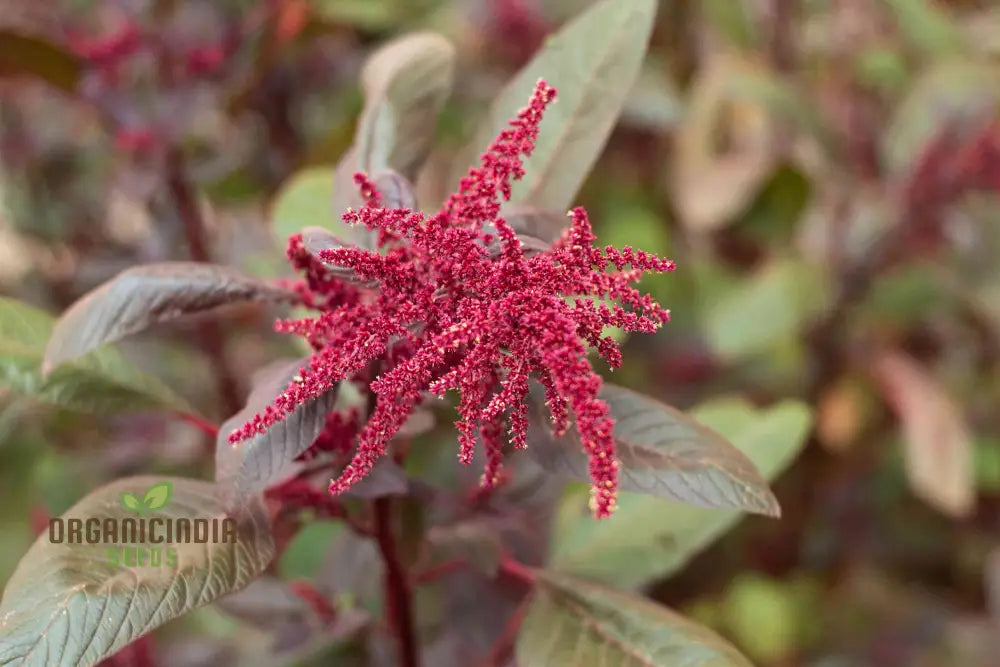 Amaranth Heirloom Mix Vegetable Seeds For Planting Grow A Nutritious And Beautiful Garden Blend