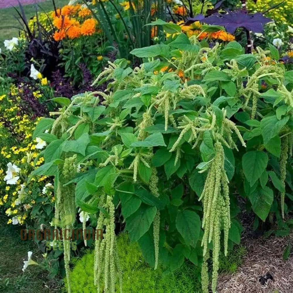 Amaranth Heirloom Mix Vegetable Seeds For Planting Grow A Nutritious And Beautiful Garden Blend