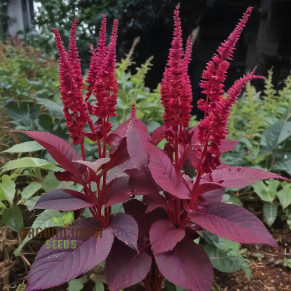 Amaranth - Midnight Red Vegetable Seeds For Planting Grow Stunning Deep Greens For Your Garden