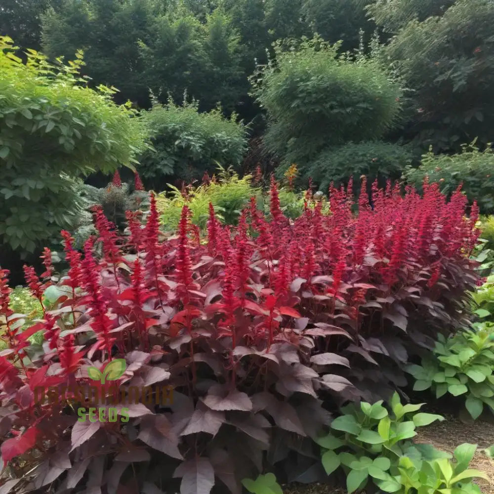 Amaranth - Midnight Red Vegetable Seeds For Planting Grow Stunning Deep Greens For Your Garden