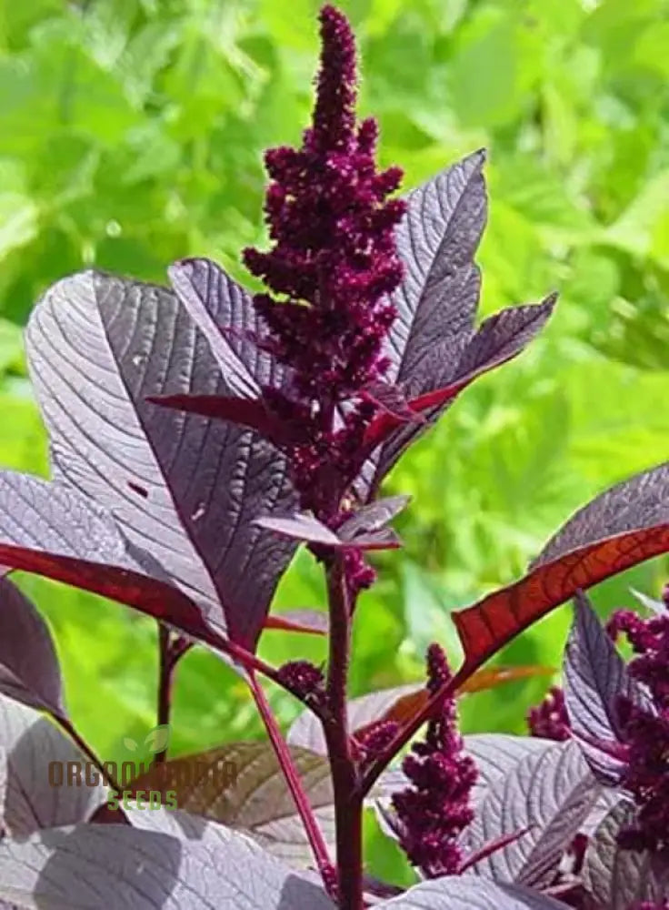 Amaranth - Midnight Red Vegetable Seeds For Planting Grow Stunning Deep Greens For Your Garden