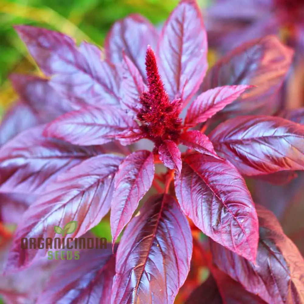 Amaranth - Midnight Red Vegetable Seeds For Planting Grow Stunning Deep Greens For Your Garden