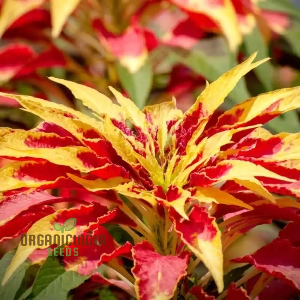 Amaranth - Molten Fire Seeds For Stunning Garden Planting | Premium Quality