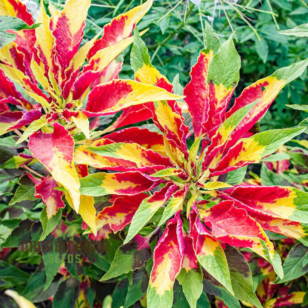 Amaranth - Molten Fire Seeds For Stunning Garden Planting | Premium Quality