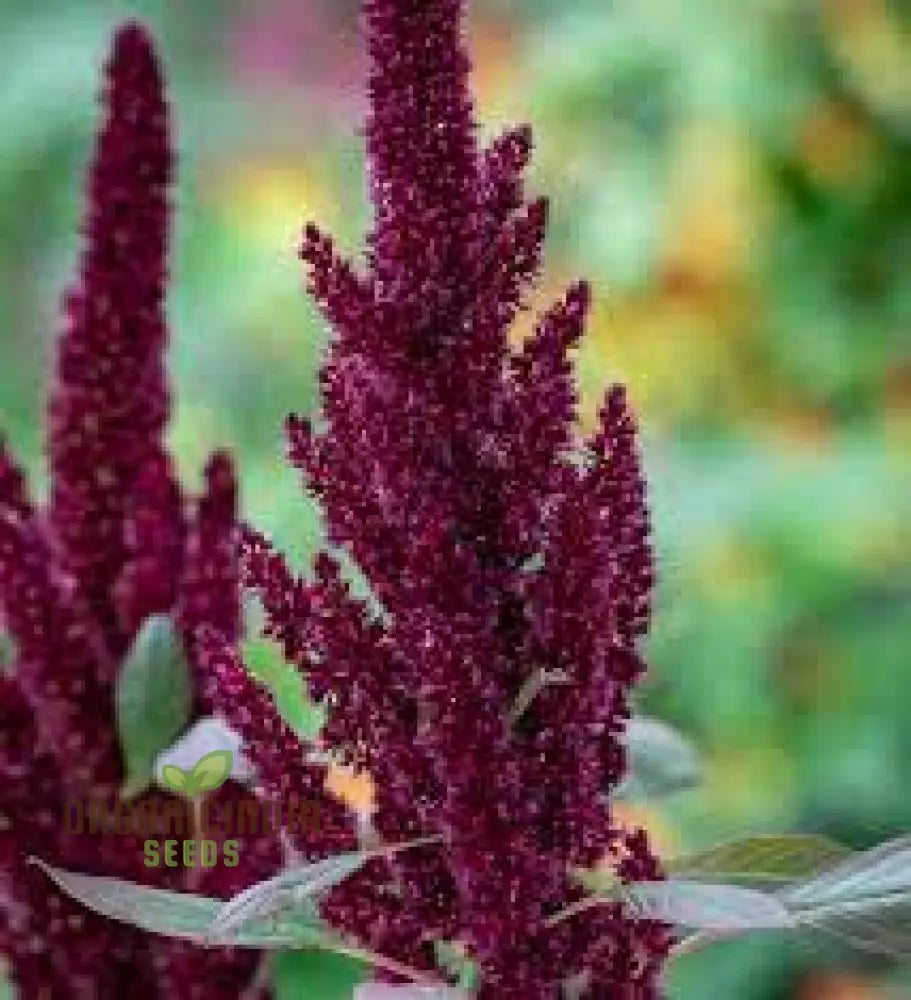 Amaranth - Pygmy Torch Seeds For Planting And Gardening Premium Quality