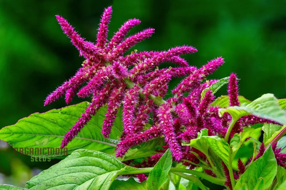 Amaranth - Pygmy Torch Seeds For Planting And Gardening Premium Quality