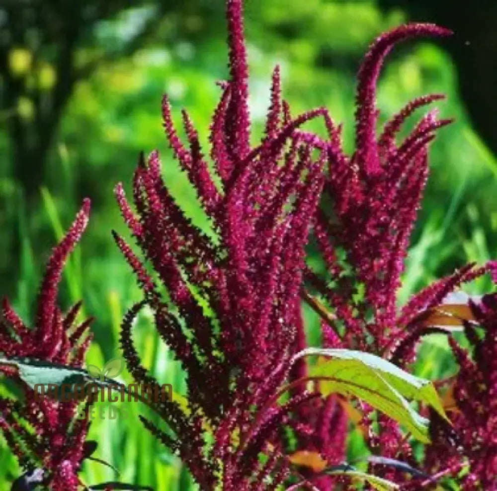 Amaranth - Pygmy Torch Seeds For Planting And Gardening Premium Quality