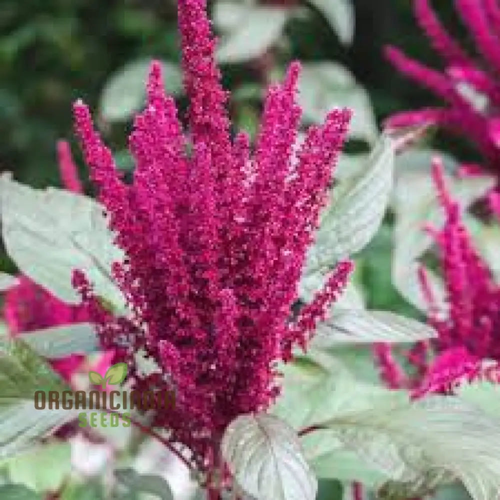 Amaranth - Pygmy Torch Seeds For Planting And Gardening Premium Quality