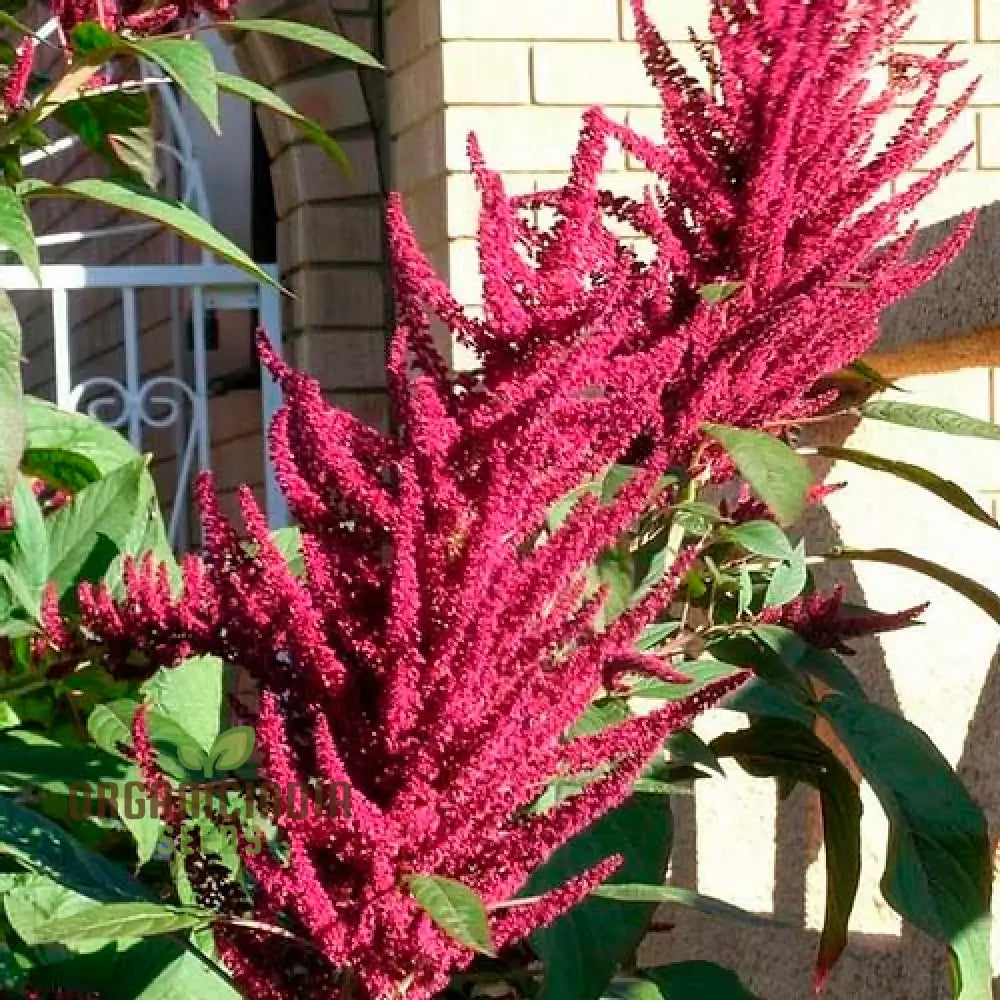 Amaranth - Pygmy Torch Seeds For Planting And Gardening Premium Quality