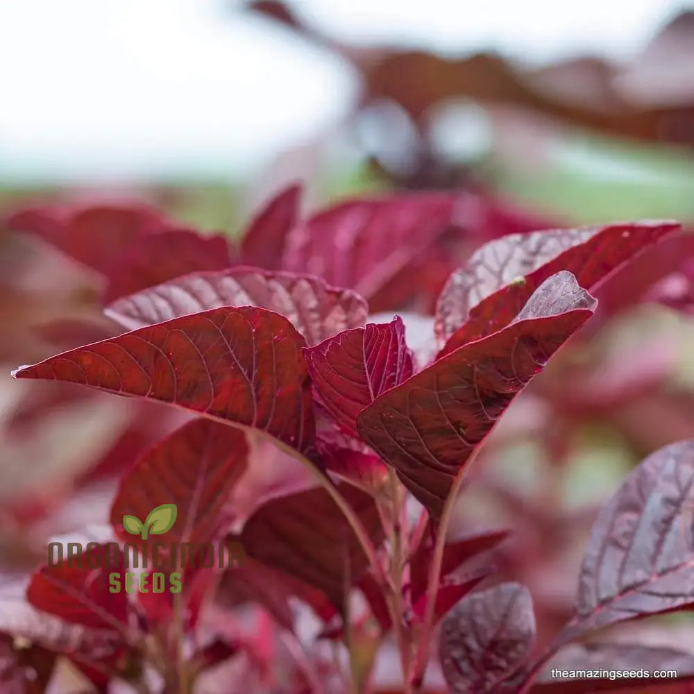 Amaranth Red Garnet Seeds - Organic Gardening For Vibrant |