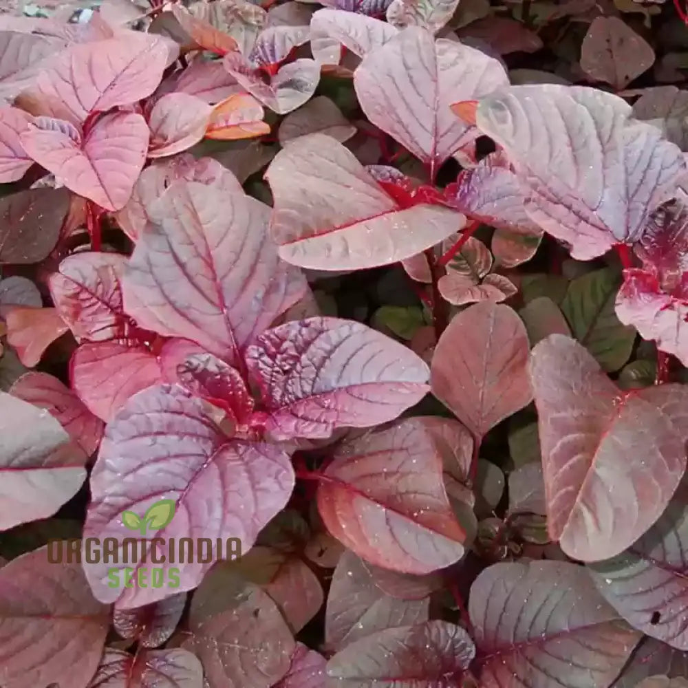 Amaranth Red Garnet Seeds - Organic Gardening For Vibrant |