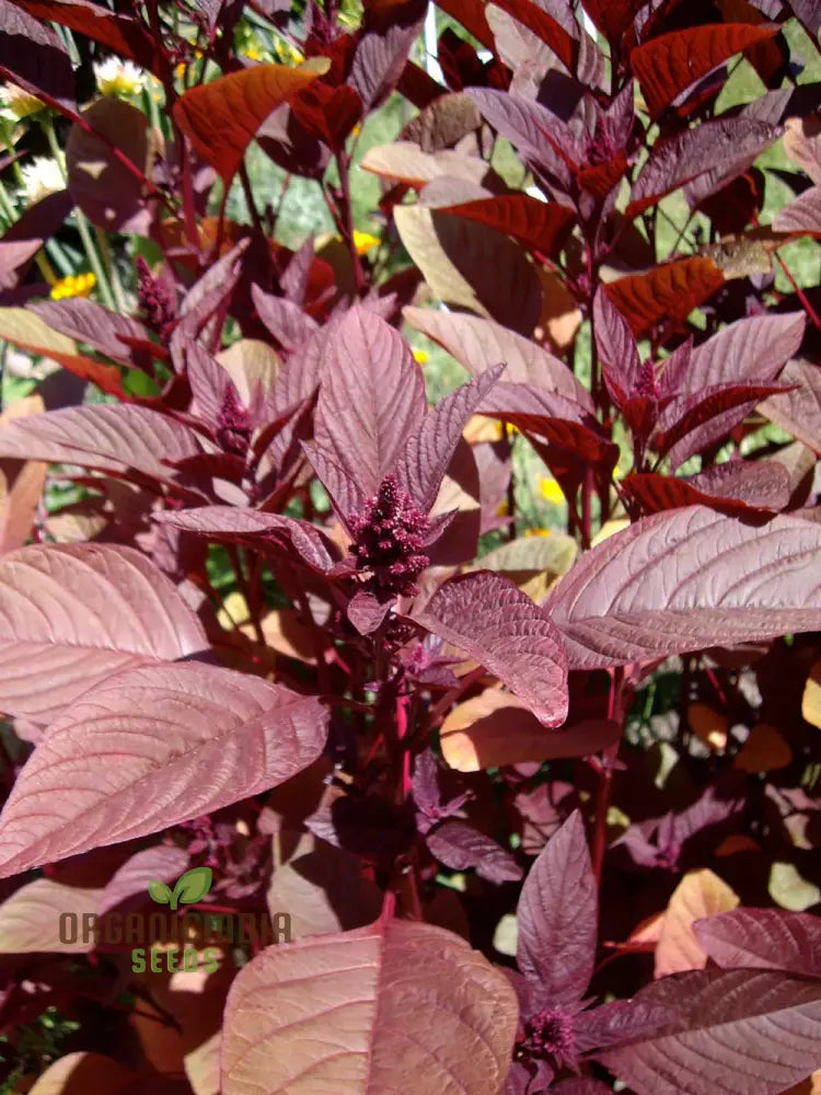 Amaranth Red Garnet Seeds - Organic Gardening For Vibrant |