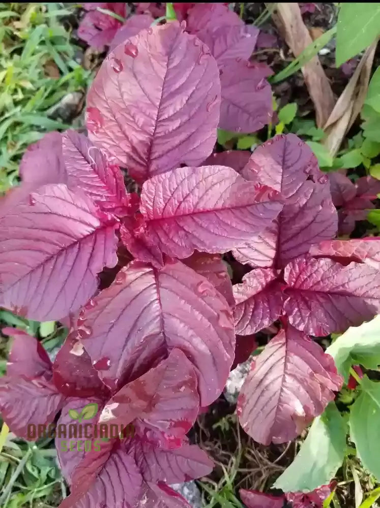 Amaranth Red Garnet Seeds - Organic Gardening For Vibrant |