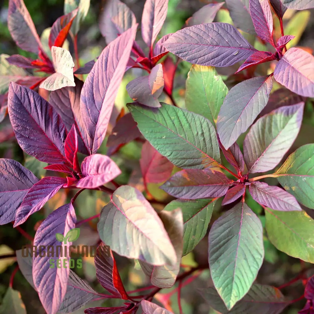 Amaranth Red Garnet Seeds - Organic Gardening For Vibrant |