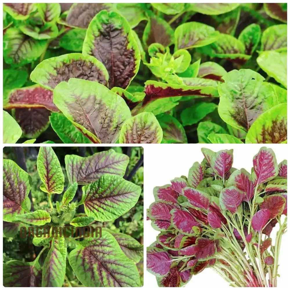 Amaranth - Red Leaf Seeds: ’Premium Seeds For Planting And Gardening High-Quality Organic