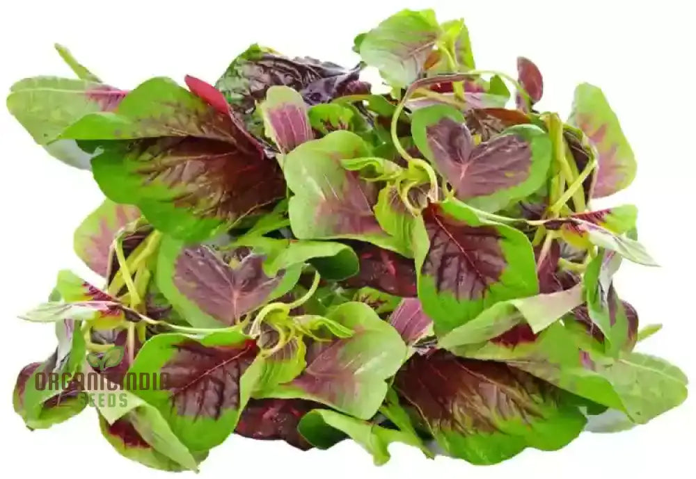 Amaranth - Red Leaf Seeds: ’Premium Seeds For Planting And Gardening High-Quality Organic