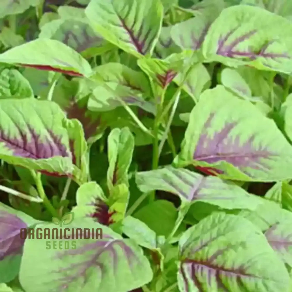 Amaranth - Red Leaf Seeds: ’Premium Seeds For Planting And Gardening High-Quality Organic