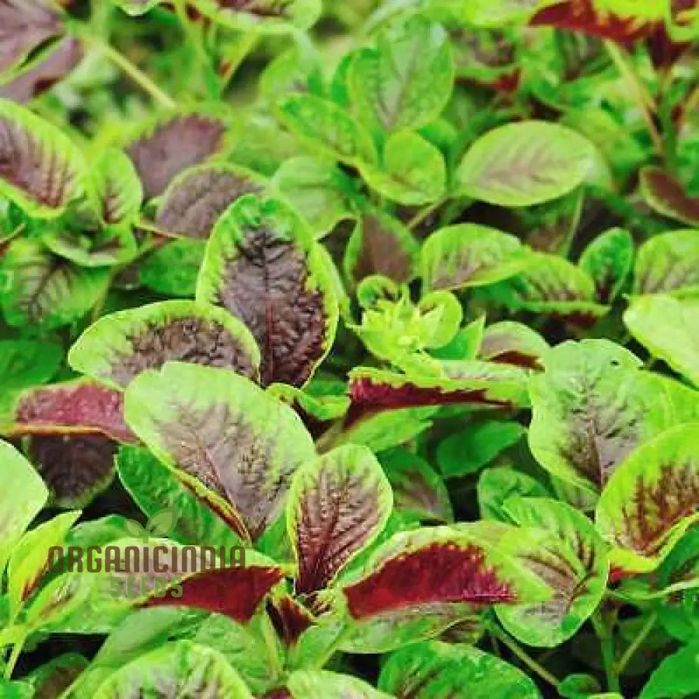 Amaranth - Red Leaf Seeds: ’Premium Seeds For Planting And Gardening High-Quality Organic