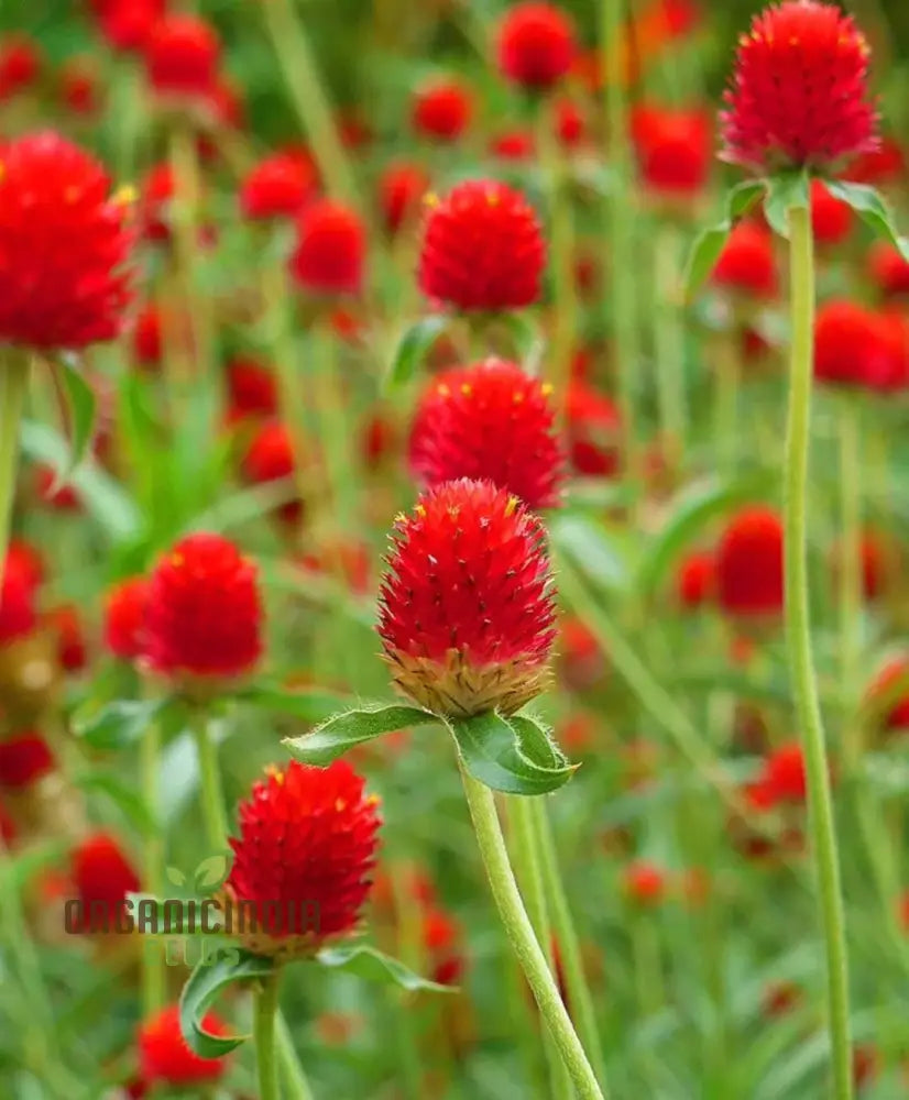 Amaranth - Strawberry Fields Seeds: Enhance Your Gardening Experience With Vibrant Blooms And