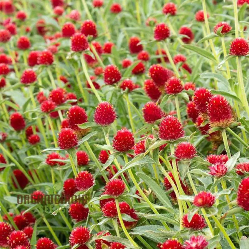 Amaranth - Strawberry Fields Seeds: Enhance Your Gardening Experience With Vibrant Blooms And