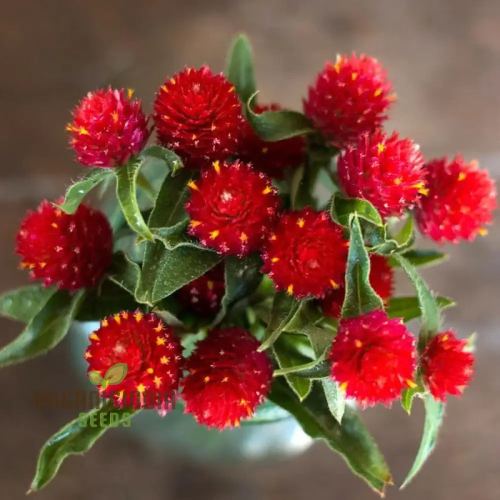 Amaranth - Strawberry Fields Seeds: Enhance Your Gardening Experience With Vibrant Blooms And