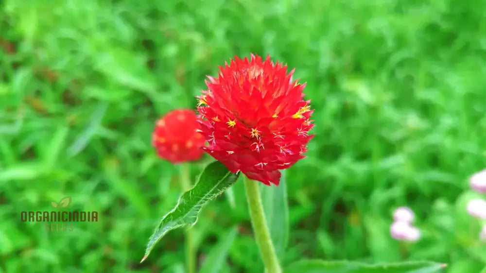 Amaranth - Strawberry Fields Seeds: Enhance Your Gardening Experience With Vibrant Blooms And