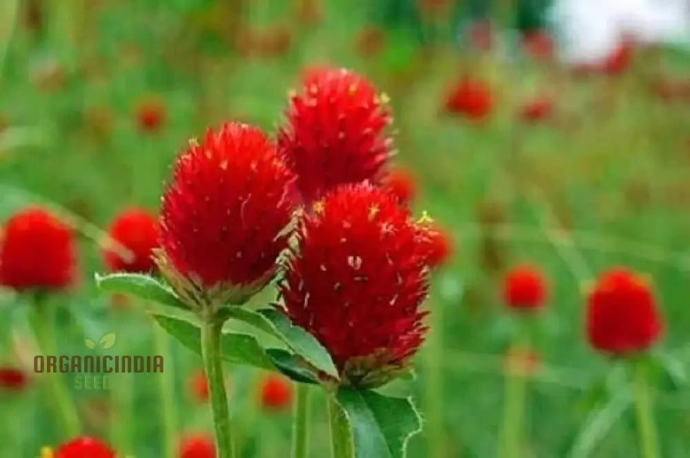 Amaranth - Strawberry Fields Seeds: Enhance Your Gardening Experience With Vibrant Blooms And